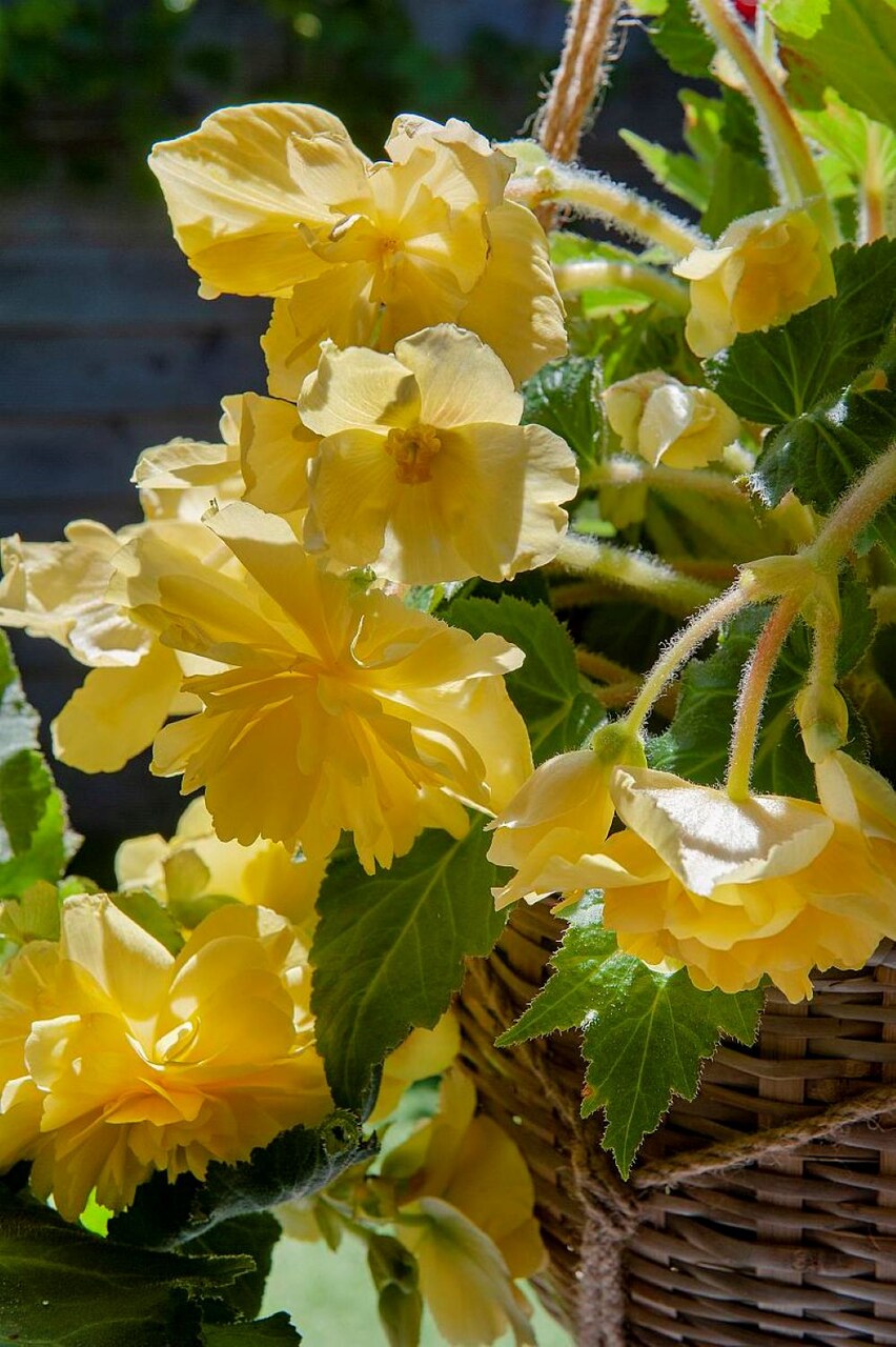 Fragrant Yellow Begonia Odorosa - The First Truly Fragrant Begonia -2 Bulbs -5/6 cm
